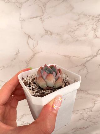 Echeveria Suryeon