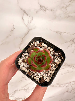 Echeveria agavoides Prolifera