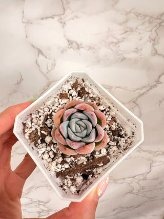 Echeveria Suryeon