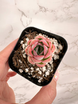 Echeveria Strawberry Ice