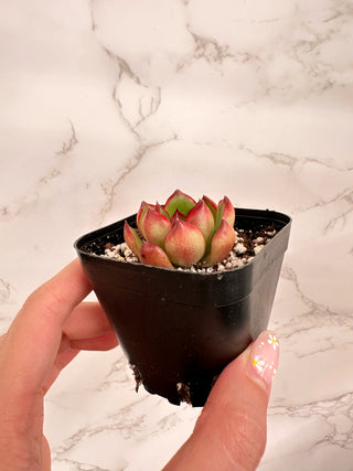 Echeveria agavoides Prolifera