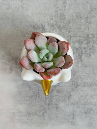 Unicorn Succulent Arrangement